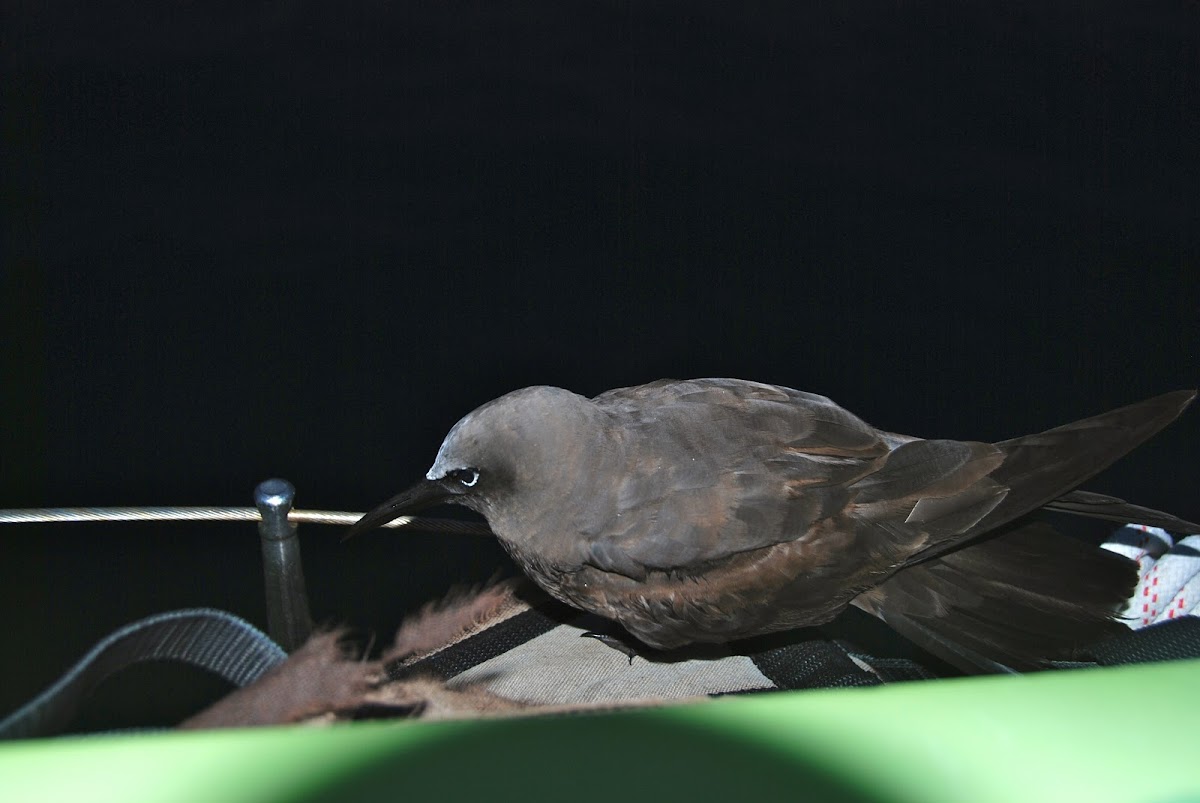 Brown Noddy