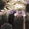 Arizona Fishhook Cactus