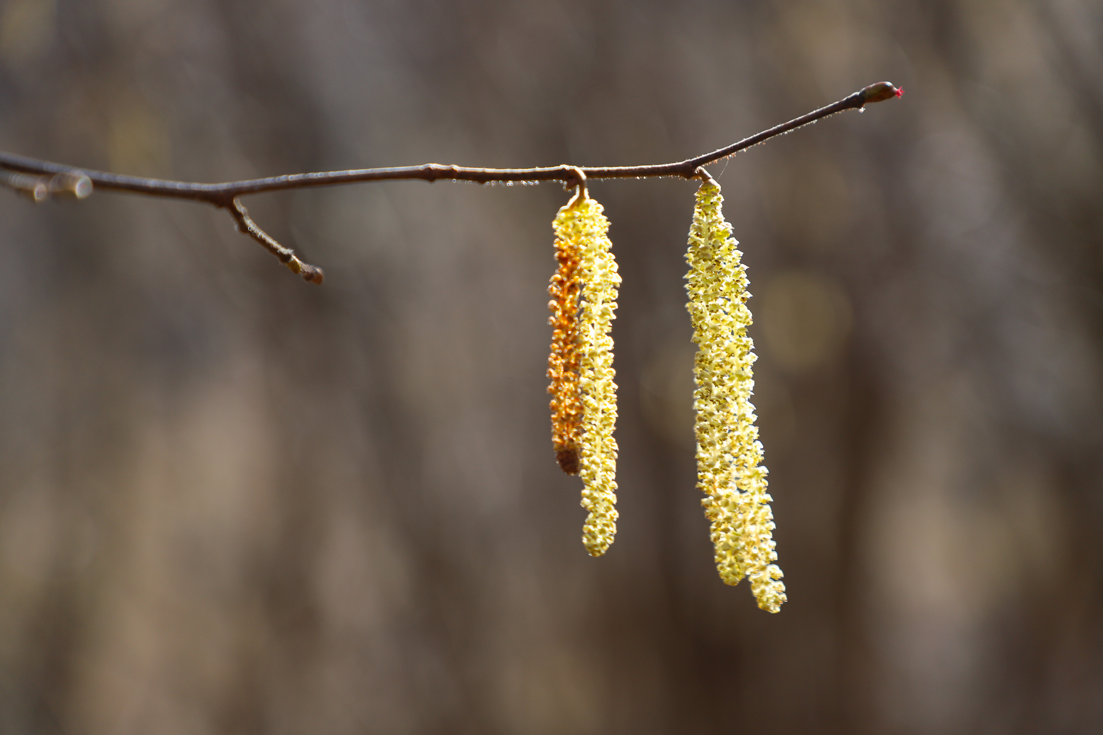 Corylus Avellana (Nocciòlo) di bepi1969