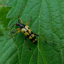 Spotted Longhorn Beetle