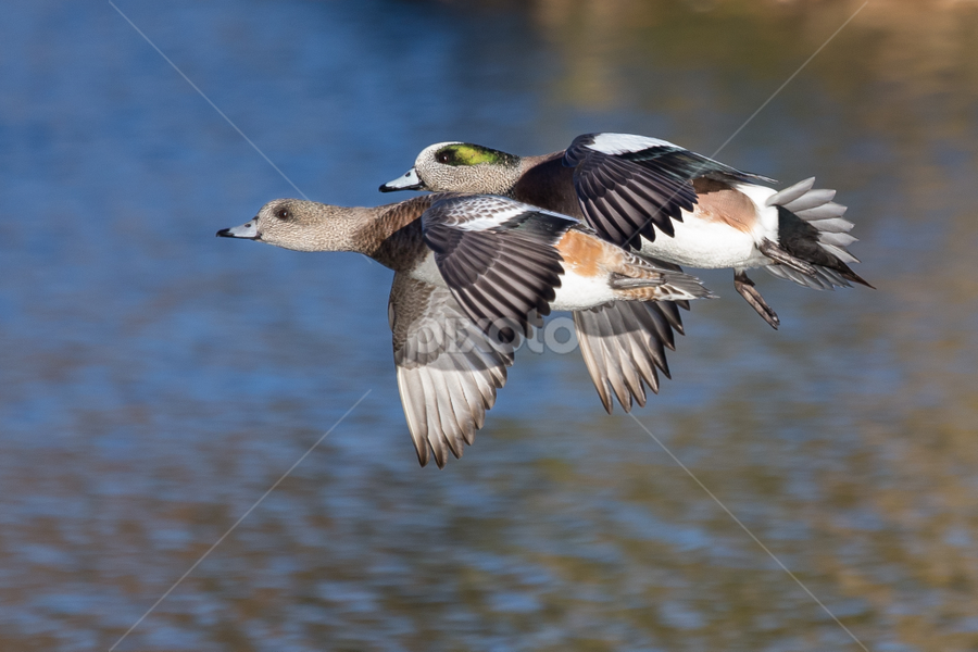 american wigeon in flight