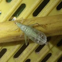 Broad-winged Tree Cricket