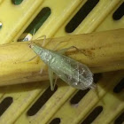 Broad-winged Tree Cricket