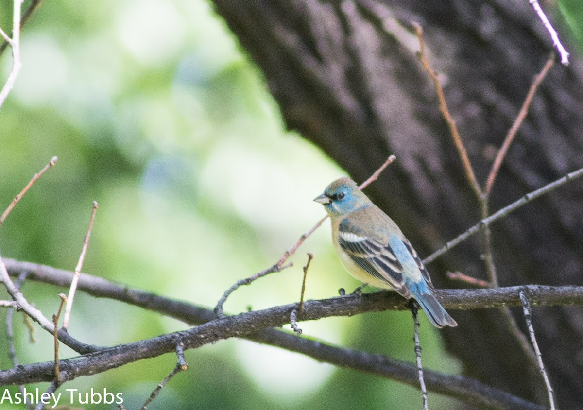 Lazuli Bunting