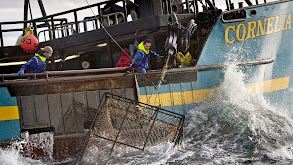 Skipper Harris in Training thumbnail