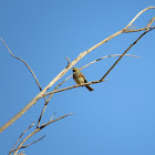 Cirl Bunting