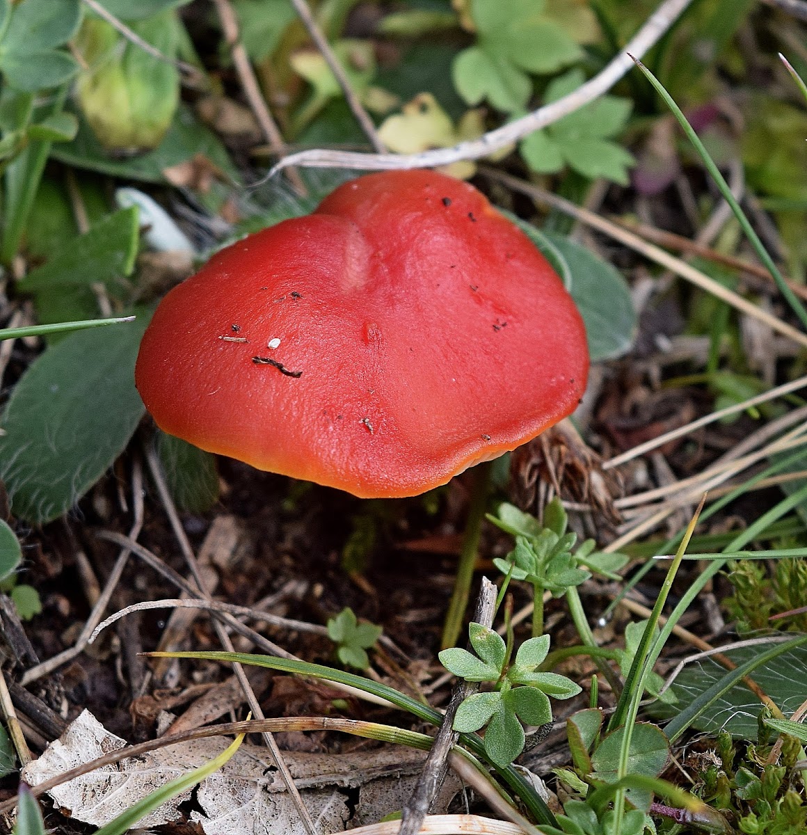 Waxcap