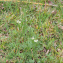 Ten Petal Anemone