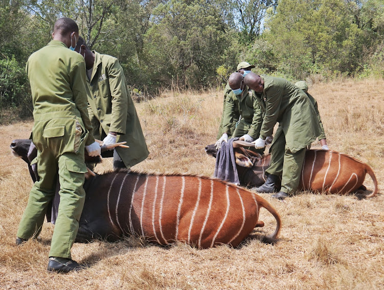 Game wardens attending to a Mountain Bongo at Mawingu Sanctuary.