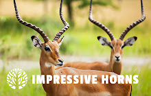 Impressive Horns HD Wallpaper New Tab Theme small promo image