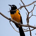 Venezuelan Troupial