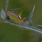 Blackwinged Saw Bush-cricket