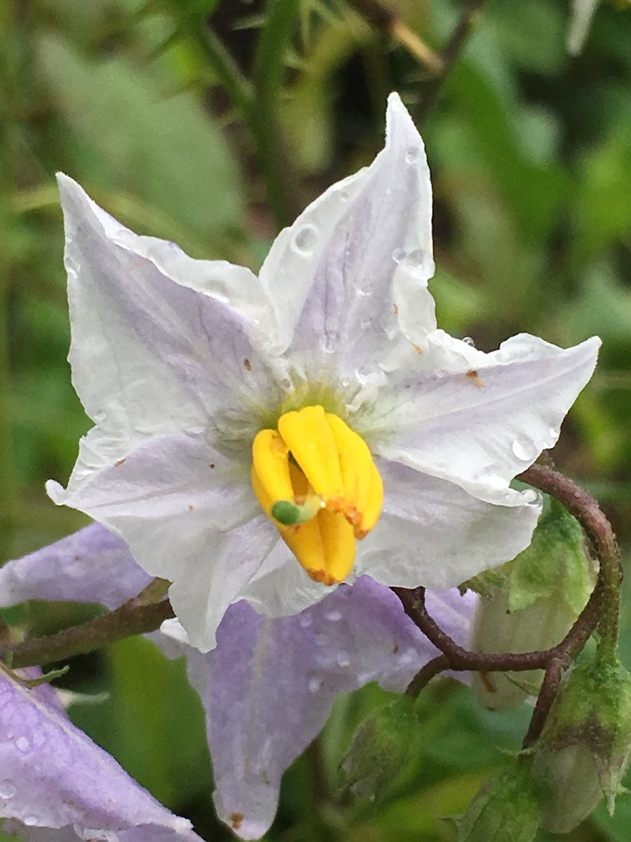 Silver-Leaf Nightshade