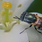 Eye-striped Blowfly