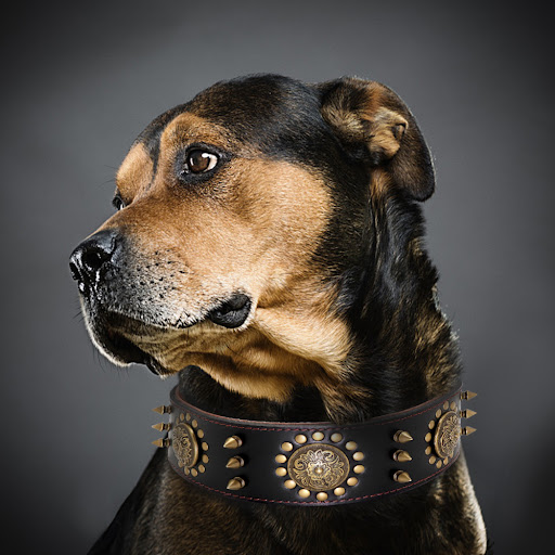 Title 3, Large Dog Leather Stud Collar Anti-Bite Protect...