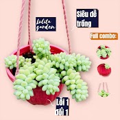 Sen Đá Chuỗi Ngọc Bi Trồng Chậu Treo Đà Lạt Size Trung Bình Cây Cảnh Trang Trí Nhà Cửa Lolita Garden