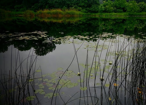 Lobau