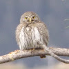 Northern Pygmy Owl