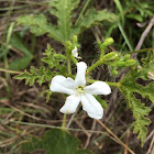 Tread-softly or Bull nettle