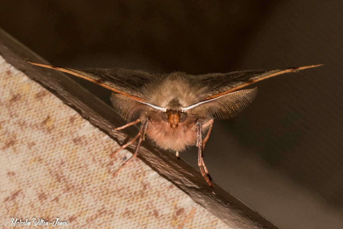 Feathered Thorn