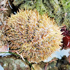 Green sea urchin