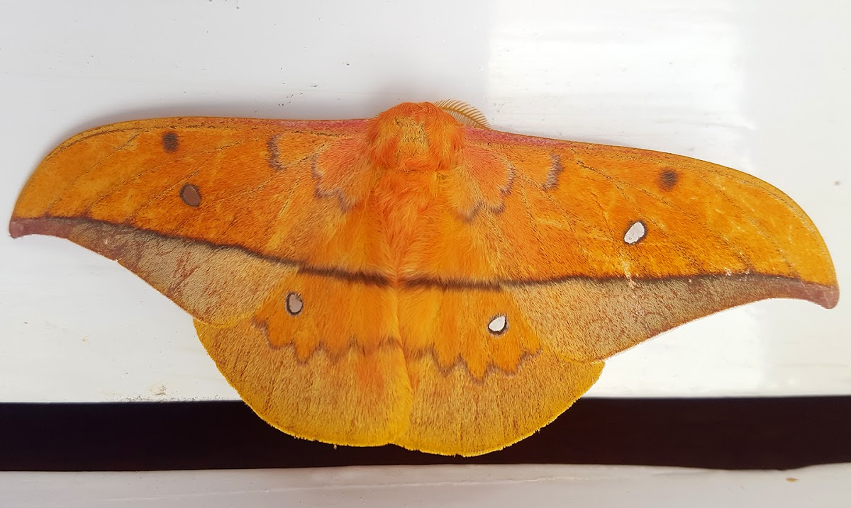 Helfer's Window Moth