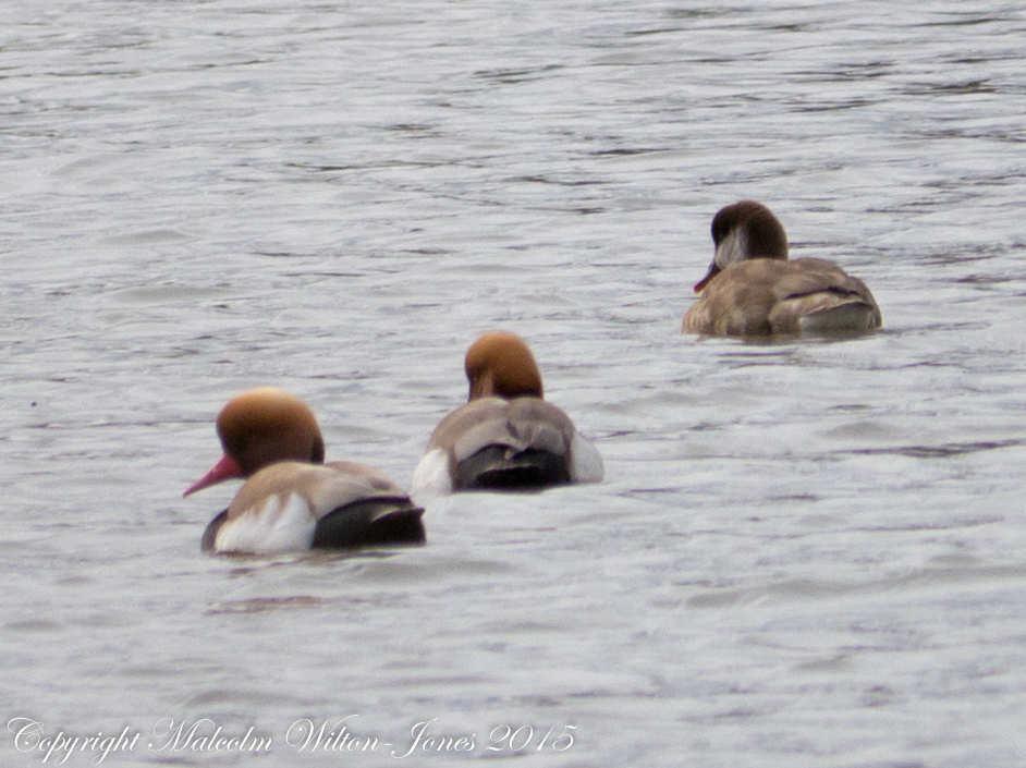 Red-crested Pochard; Pato Colorado