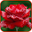 Stylish Flower Images