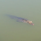 American Alligator