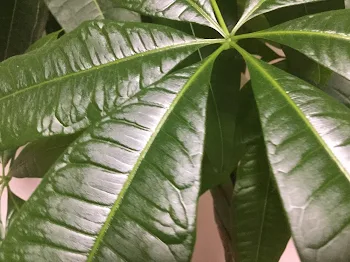 植物の発達