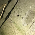 Cellar Spider