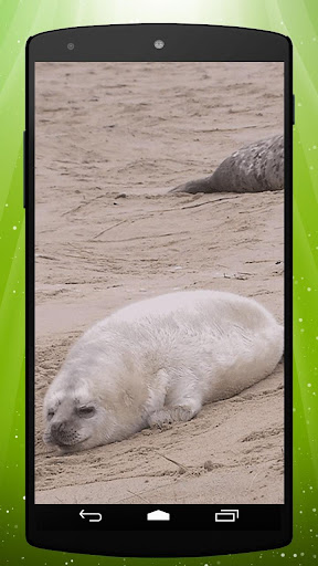 Cute Seal Live Wallpaper