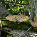 Dryad's Saddle Mushroom