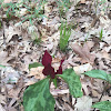 Prairie Trillium