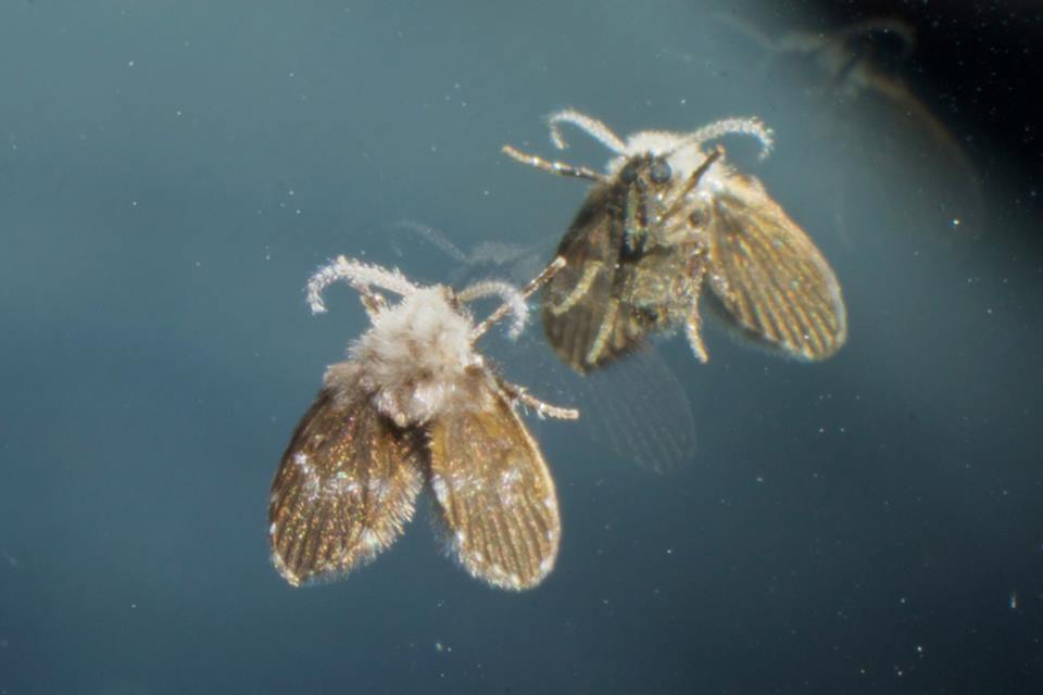 Drain fly