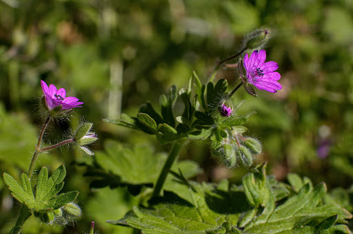 Geranium molle