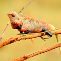 Oriental garden lizard