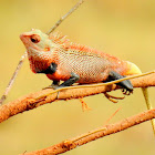 Oriental garden lizard