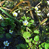 Common Water-Crowfoot