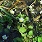 Common Water-Crowfoot