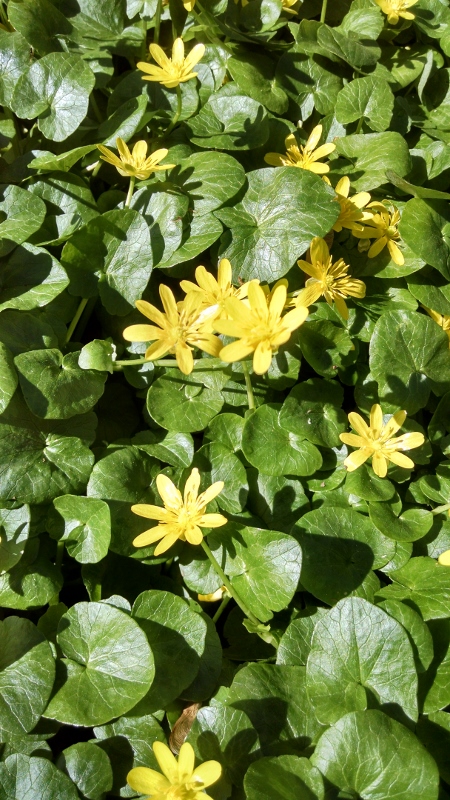 Lesser Celandine