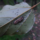 bedbug eggs parasitized