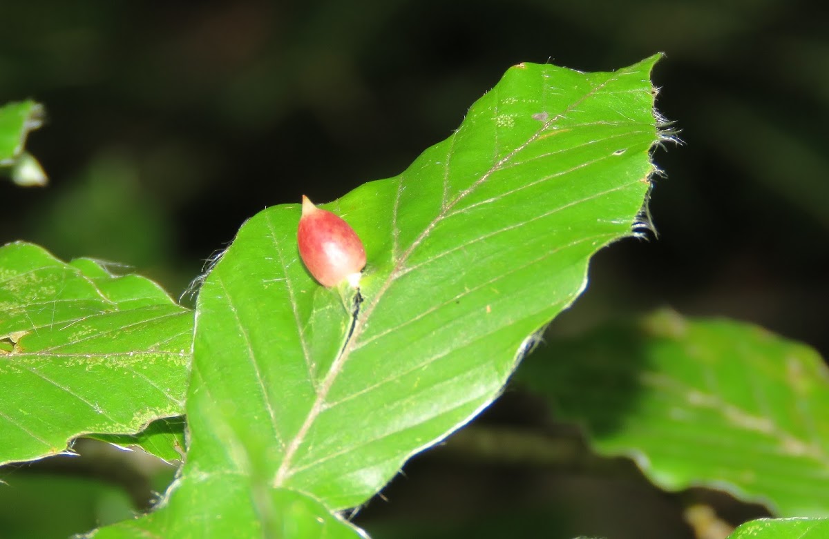 Beech Gall Midge