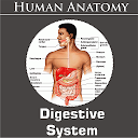 Digestive System for firestick