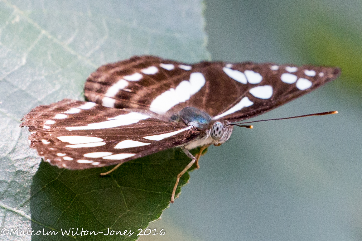 Short-banded Sailor