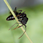 BLACK HORNET