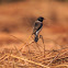 Common stone chat