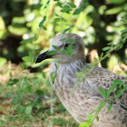 Yellow-legged Gull