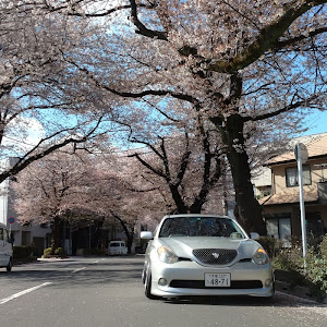 ヴェロッサ JZX110