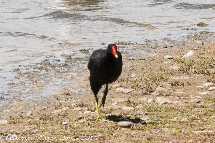 Moorhen